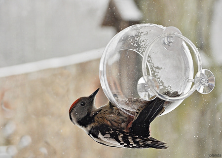 Karmnik Dla Ptaków Zestaw Mały Ornitolog z Przyssawkami Do Okna