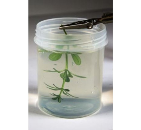 Środek do konserwacji roślin (Neutral Protection) 250ml | AK8042