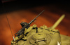 Czołg Zdalnie Sterowany U.S. Medium Tank M4A3 Sherman 1:16 RTR 2,4Ghz Model RC | 3898-1B HENG LONG