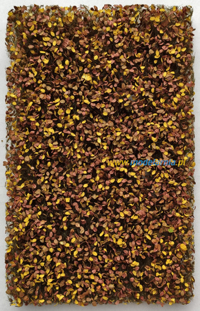 Liście bukowe - jesień | AK8141