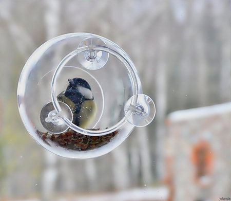 Karmnik Dla Ptaków Zestaw Mały Ornitolog z Przyssawkami Do Okna