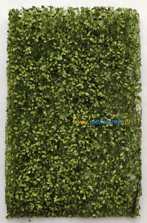 Liście bukowe - lato | AK8145